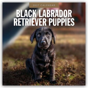 Black Labrador Retriever Puppies - Schwarze Labrador Retriever Welpen 2027 - 16-Monatskalender