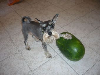 Schnauzer mit Melone - 1.000 Teile (Puzzle)