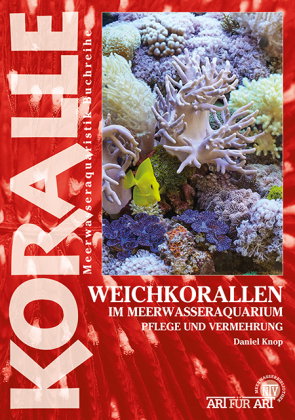 Weichkorallen im Meerwasseraquarium