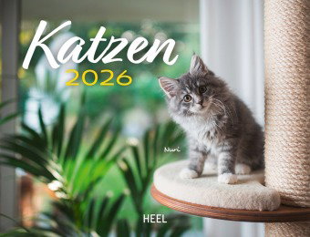 Kalender Katzen 2026 Eintragkalender