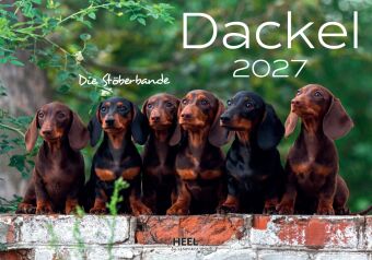 Dackel 2027 Wandkalender