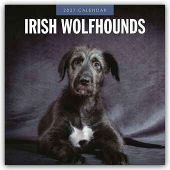 Irish Wolfhounds - Irischer Wolfshund 2027 - 16-Monatskalender