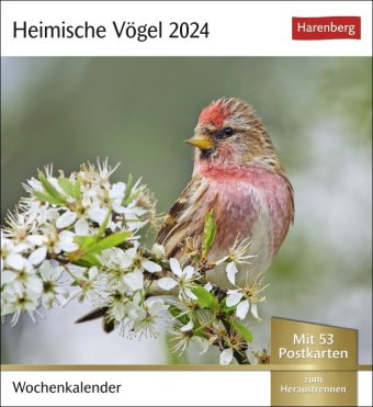 Heimische Vögel Postkartenkalender 2024. Wochenkalender im Postkarten-Format mit Vogelporträts. Tisc