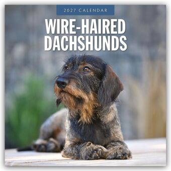 Wire-Haired Dachshunds - Rauhaardackel 2027 - 16-Monatskalender