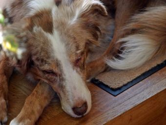 Australian Shepherd - 100 Teile (Puzzle)