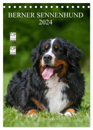 Berner Sennenhund 2024 (Tischkalender 2024 DIN A5 hoch), CALVENDO Monatskalender