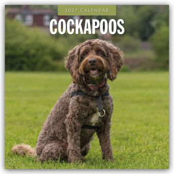 Cockapoos - Cockapoo 2027 - 16-Monatskalender