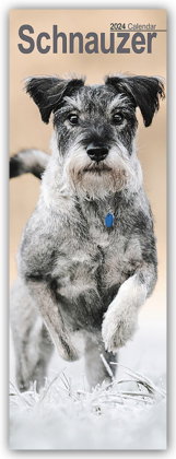 Schnauzer 2024