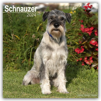 Schnauzer - Schnauzer 2024 - 16-Monatskalender