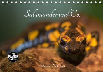 Salamander und Co. (Tischkalender 2019 DIN A5 quer)
