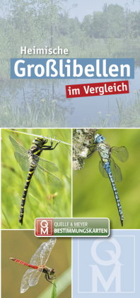Heimische Großlibellen im Vergleich