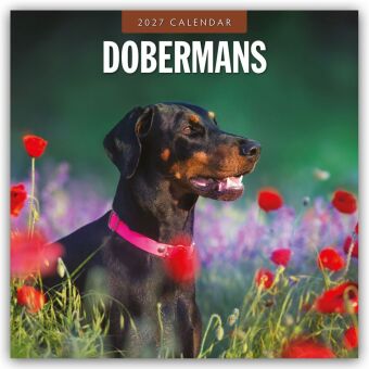 Dobermans - Dobermann 2027 - 16-Monatskalender