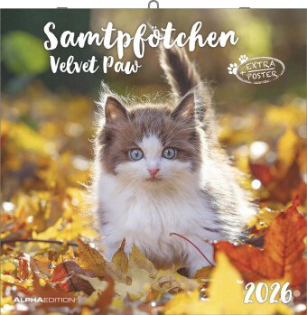 Alpha Edition - Samtpfötchen Kalender 2026 - Wandkalender & Bildkalender 30x30 cm (30x60 cm geöffnet
