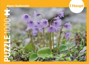 Alpen-Soldanelle - Puzzle