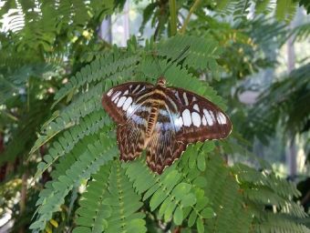 Schmetterling Blauer Segler - 1.000 Teile (Puzzle)