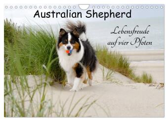 Australian Shepherd - Lebensfreude auf vier Pfoten (Wandkalender 2024 DIN A4 quer), CALVENDO Monatsk