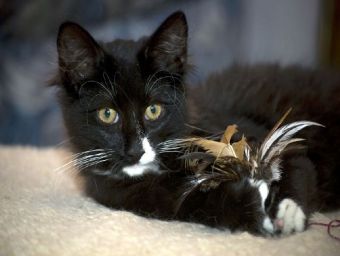 Norweger Katze - 500 Teile (Puzzle)
