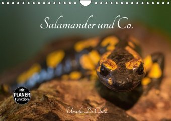 Salamander und Co. (Wandkalender 2019 DIN A4 quer)