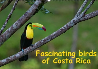 Fascinating birds of Costa Rica / UK-Version (Wall Calendar perpetual DIN A2 Landscape)
