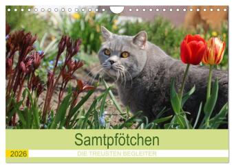 Samtpfötchen - Die treusten Begleiter 2026 (Wandkalender 2026 DIN A4 quer), CALVENDO Monatskalender