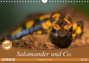 Salamander und Co. (Wandkalender 2018 DIN A4 quer) Dieser erfolgreiche Kalender wurde dieses Jahr mi