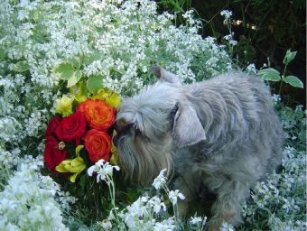 Schnauzer - 500 Teile (Puzzle)