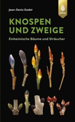 Knospen und Zweige