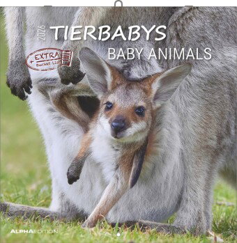 Alpha Edition - Tierbabys Kalender 2026 - Wandkalender 30×30 cm (30×60 geöffnet) als Broschürenkalen