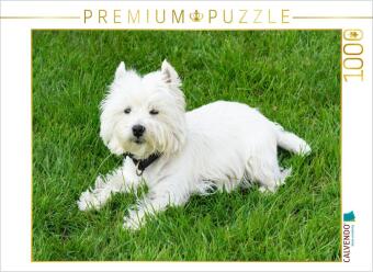 CALVENDO Puzzle Süßer West Highland White Terrier liegt im Gras | 1000 Teile Lege-Größe 64x48cm Foto