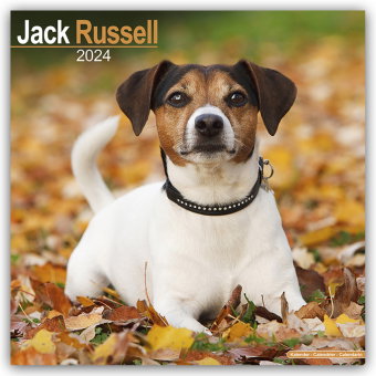 Jack Russell Terrier 2024 - 16-Monatskalender