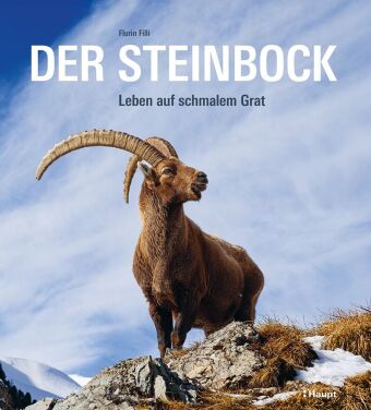 Der Steinbock