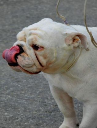 Englische Bulldogge - 1.000 Teile (Puzzle)