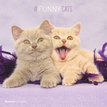 Funny Cats 2024 - Broschürenkalender 30x30 cm (30x60 geöffnet) - Kalender mit Platz für Notizen - Ka