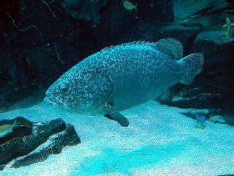Tropischer Fisch - 100 Teile (Puzzle)