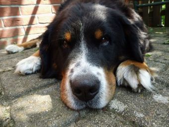 Berner Sennenhund - 100 Teile (Puzzle)