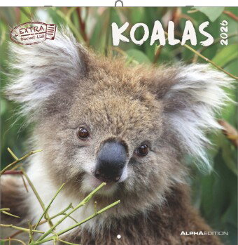 Alpha Edition - Koalas Kalender 2026 - Wandkalender 30×30 cm (30×60 geöffnet) als Broschürenkalender