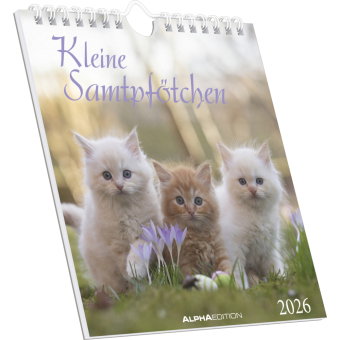 Alpha Edition - Kleine Samtpfötchen Kalender 2026 - Postkartenkalender 16×17 cm mit Katzenmotiven, z