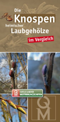 Die Knospen heimischer Laubgehölze im Vergleich, Bestimmungskarten