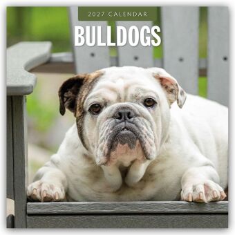 Bulldogs - Bulldoggen 2027 - 16-Monatskalender