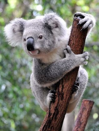 Lais Puzzle Koala Australien 1000 Teile