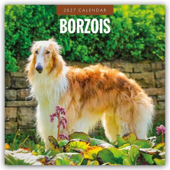 Borzois - Barsoi - Barzaia - Russischer Wolfshund 2027 - 16-Monatskalender