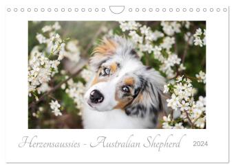 Herzensaussies - Australian Shepherd (Wandkalender 2024 DIN A4 quer), CALVENDO Monatskalender