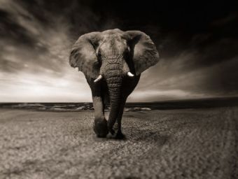 Lais Puzzle Elefant 1000 Teile