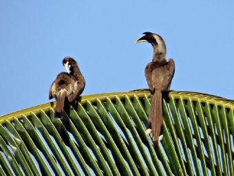 Indischer Hornbill - 1.000 Teile (Puzzle)