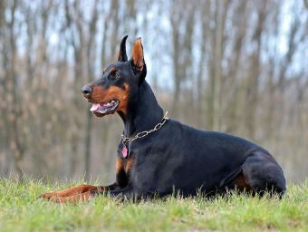 Dobermann - 500 Teile (Puzzle)
