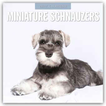 Miniature Schnauzer - Zwergschnauzer 2027 - 16-Monatskalender