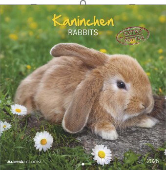 Alpha Edition - Kaninchen Kalender 2026 - 30x30 cm - Bildkalender für Tierfreunde - Niedlicher Wandk