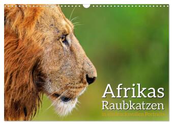Afrikas Raubkatzen in eindrucksvollen Portraits (Wandkalender 2024 DIN A3 quer), CALVENDO Monatskale