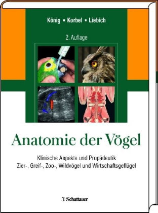 Anatomie der Vögel