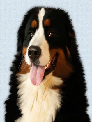 Berner Sennenhund - 1.000 Teile (Puzzle)